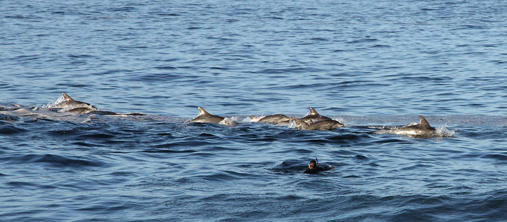 Eine Delfin-Schule schwimmt an einem Schnorchler vorbei