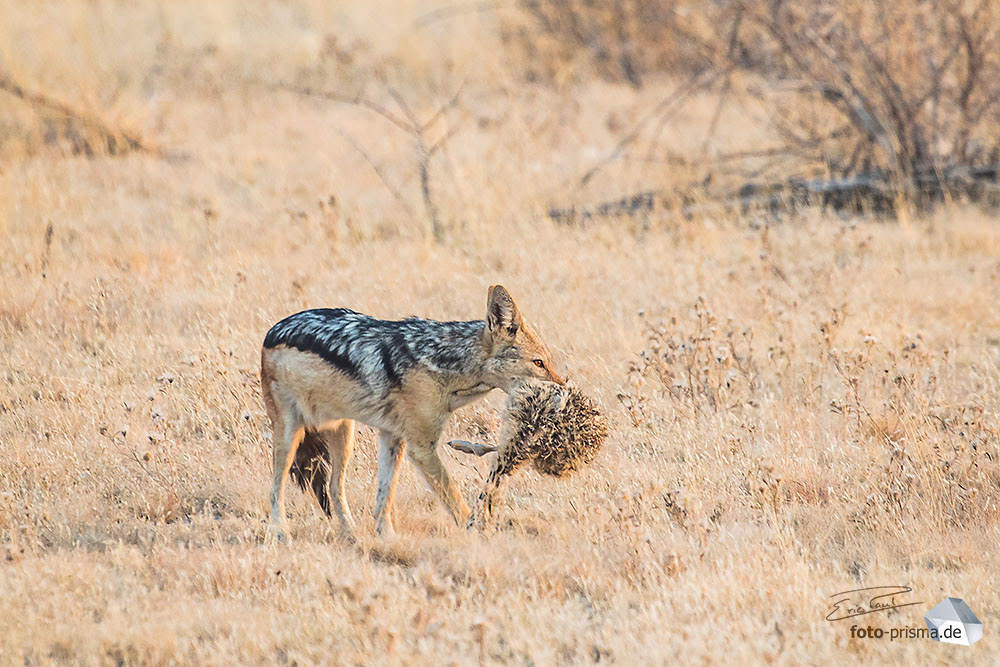 Ein Schackal hat ein Staußenküken zum Frühstück gerissen, Etosha, Namibia