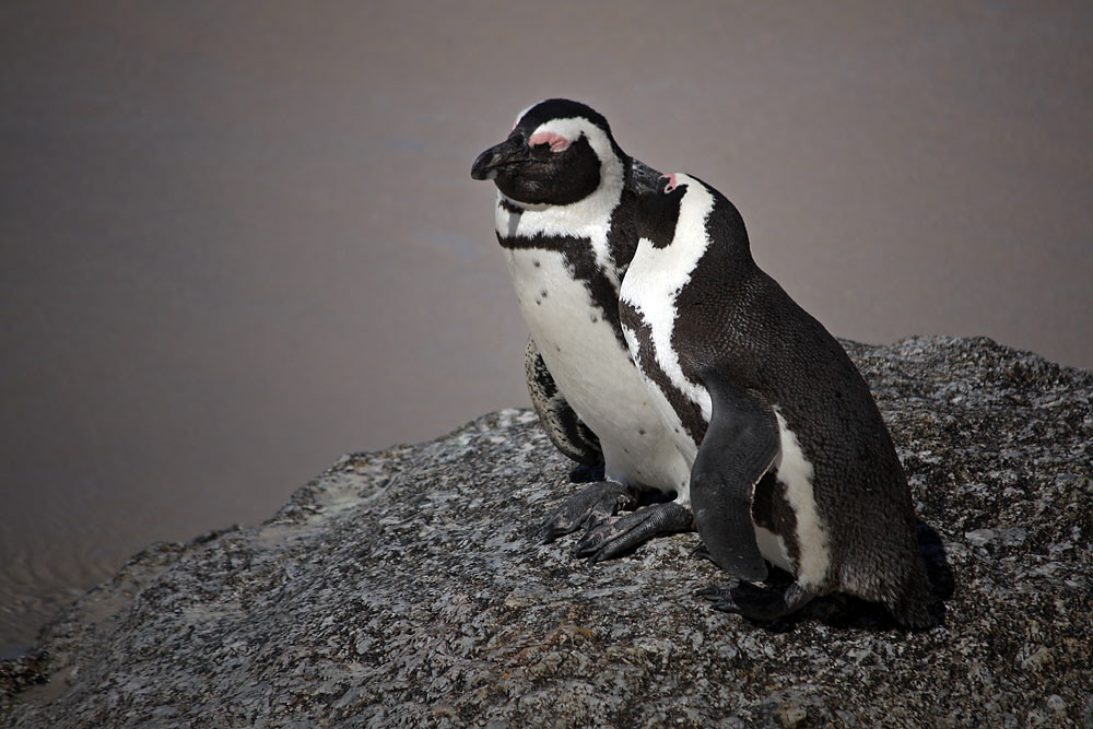 Zwei Pinguine kuscheln in Simon's Town