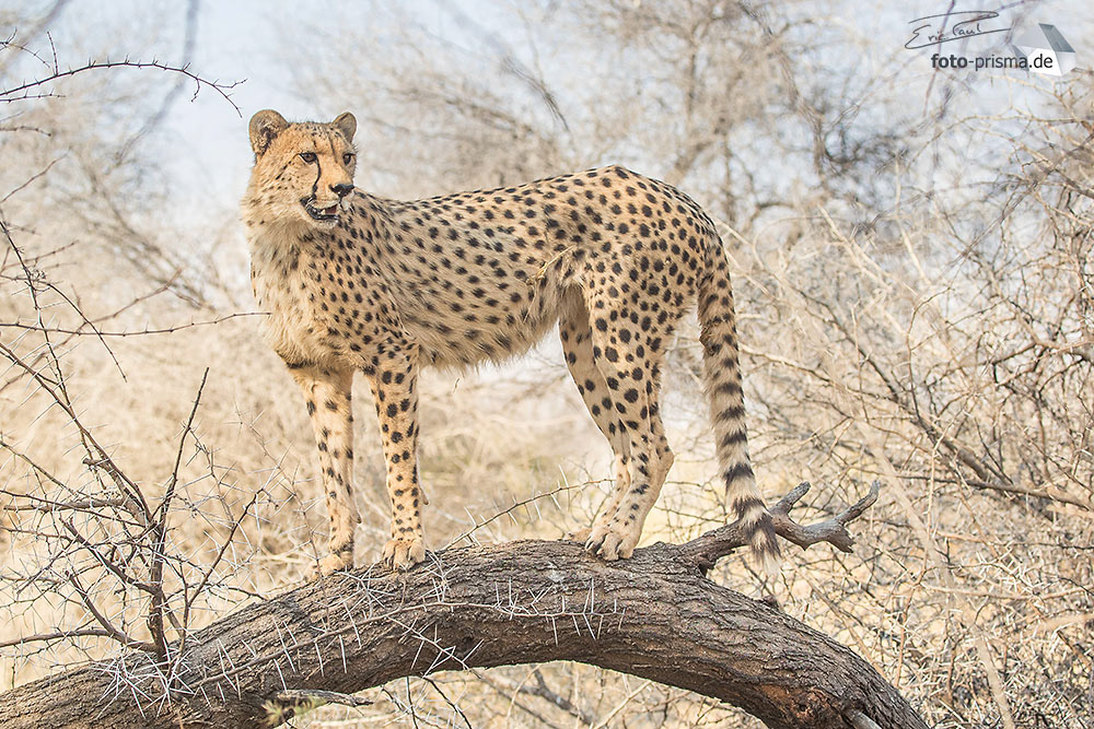 Ein junger Gepard verschafft sich von einem Baumstamm aus einen Überblick, N/a'an ku sê Wildlife Reserve, Namibia
