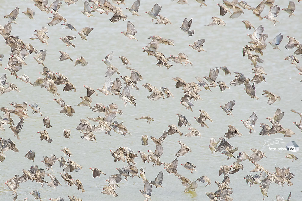 Ein Vogelschwarm fliegt an einem Wasserloch, Okaukuejo, Etosha, Namibia