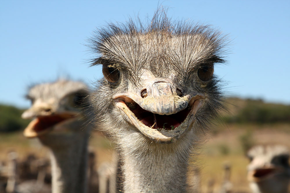 Strauße auf einer Zuchtfarm in Südafrika