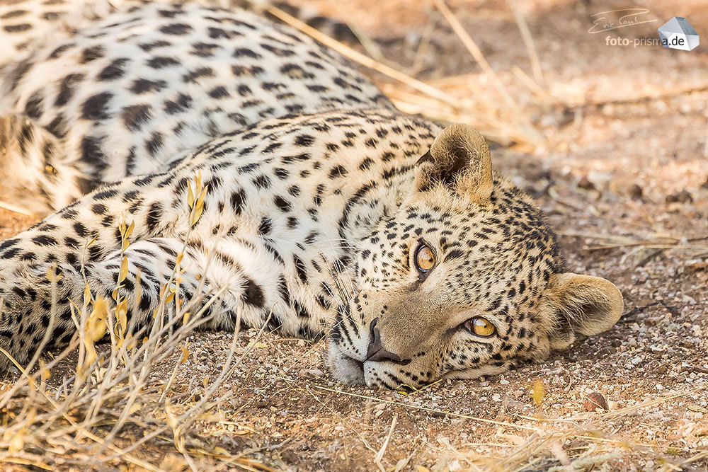 Ein Leoparden-Junge liegt im Africat Wildlife Reserve in den Büschen, Namibia