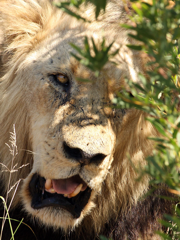 Ein alter Löwe ruht im Schatten eines Busches in einem Wildreservat in Südafrika