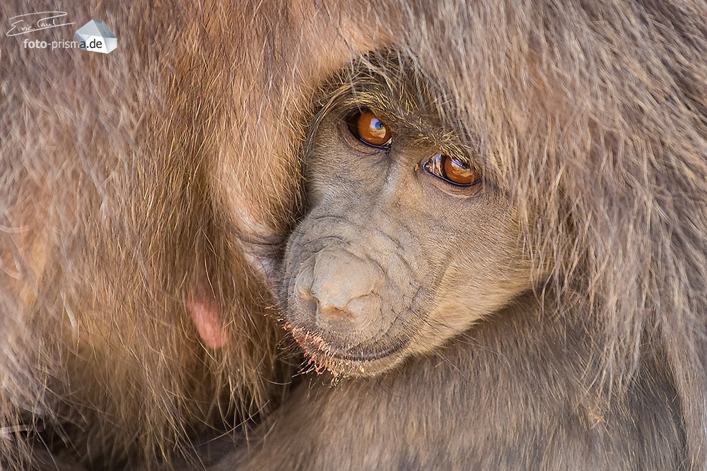Ein Pavian-Baby schaut unter dem Arm seiner Mutter hervor, N/a'an ku sê Reserve, Namibia