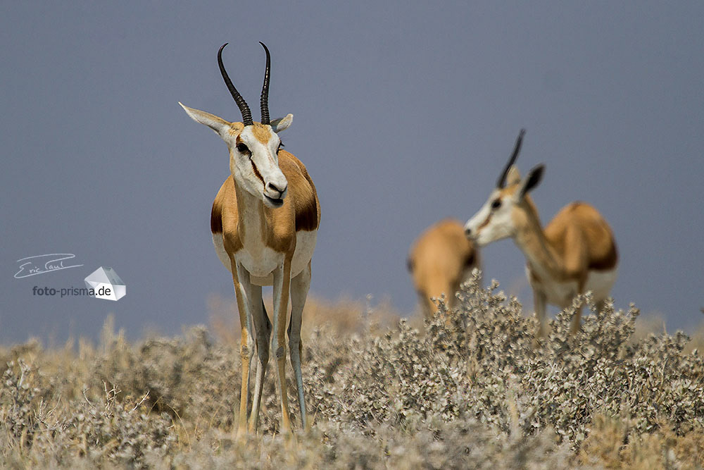 Mehrere Springböcke stehen zwischen trockenen Gräsern im Etosha Nationalpark, Namibia