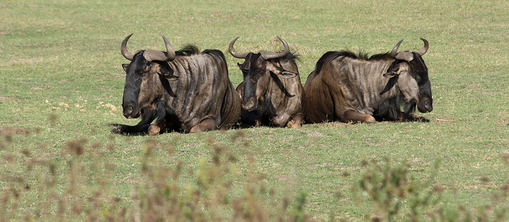 Drei Gnus liegen in einem Wildreservat auf dem Rasen