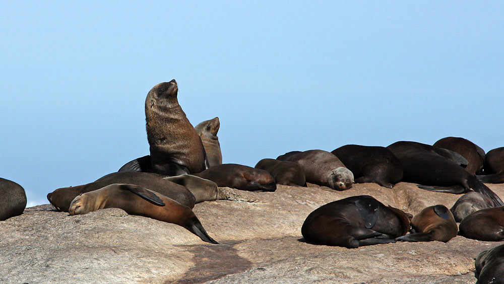 Seehund-Kolonie in der Hout Bay - Seal Island, Südafrika