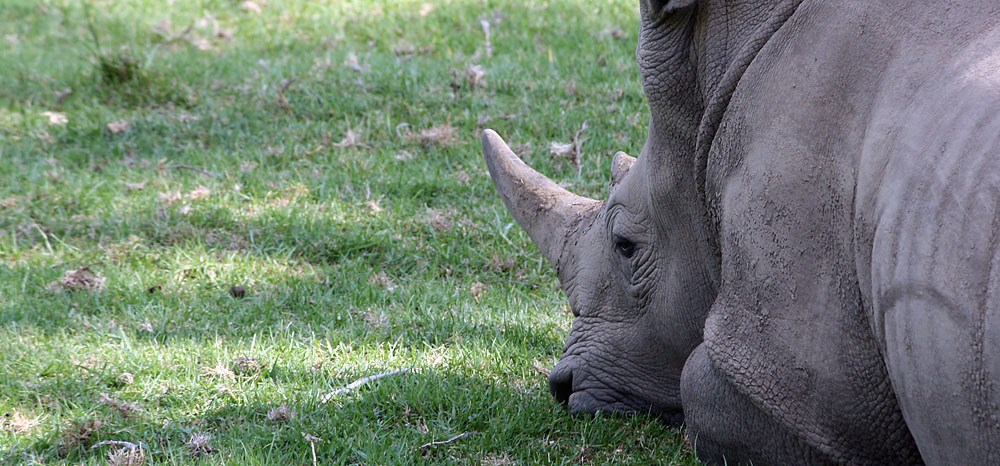 Ein Breitmaulnashorn in einem Wildreservat in Südafrika
