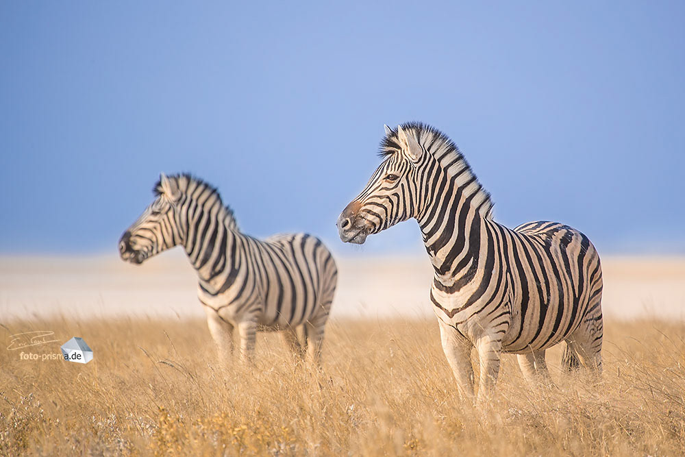 Zwei Zebras im Etosha Nationalpark, Namibia