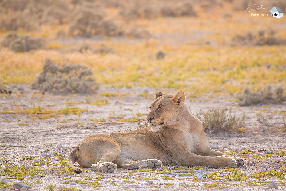 Eine Löwin liegt aufmerksam blickend im Etosha, Namibia