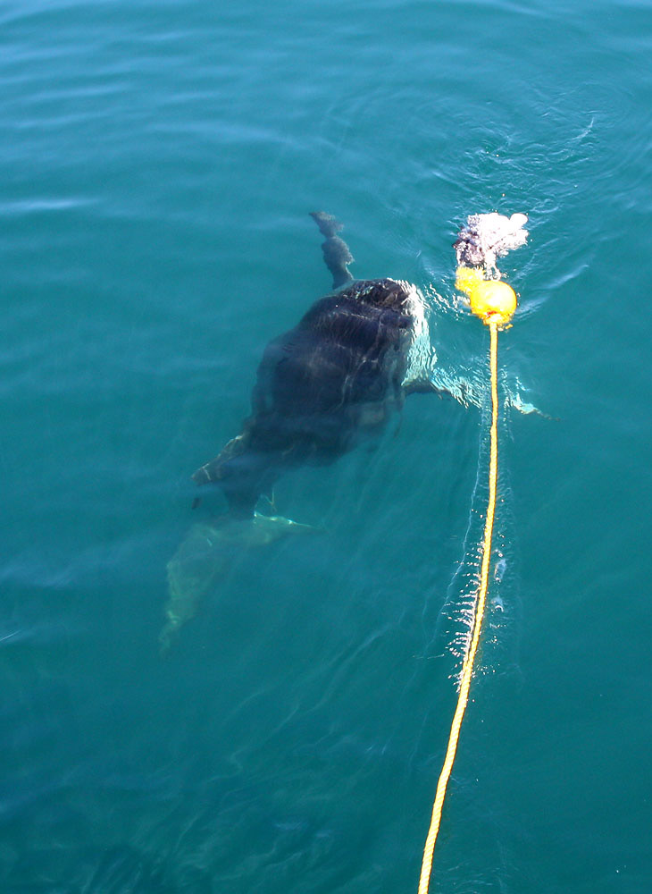 Ein weißer Hai nähert sich aus der Tiefe der False Bay einem Fleischköder