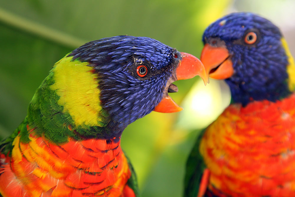Zwei bunte Lories in einer Tierauffangstation in Südafrika