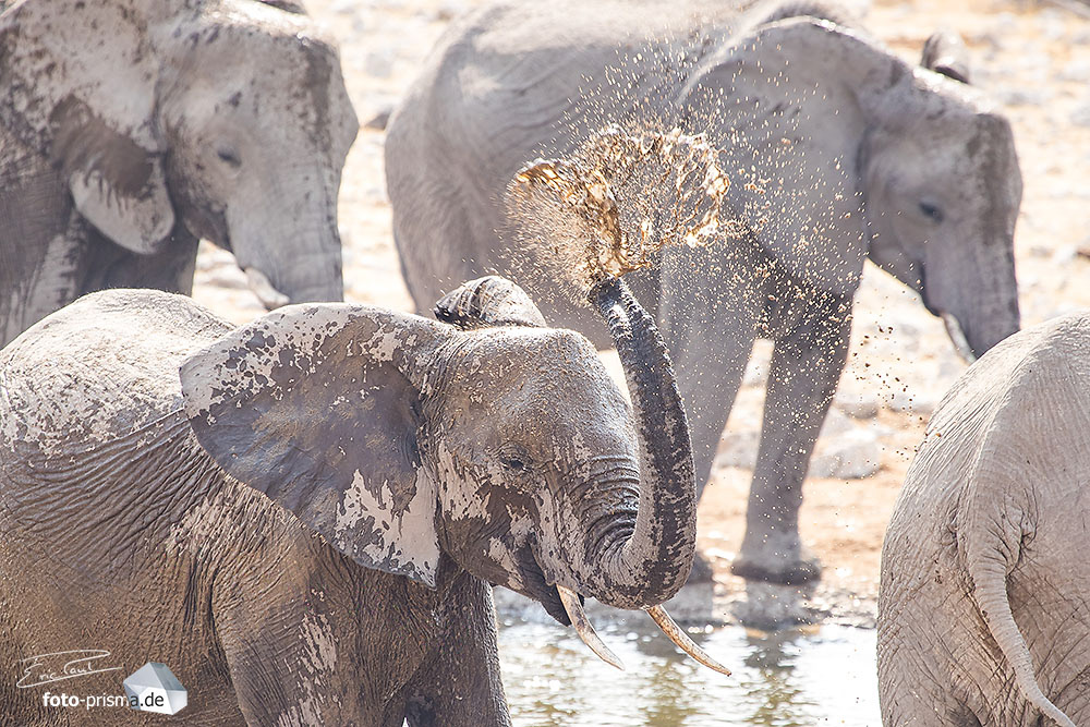 EIn Elefant spritzt Wasser aus seinem Rüssel, Etosha, Namibia