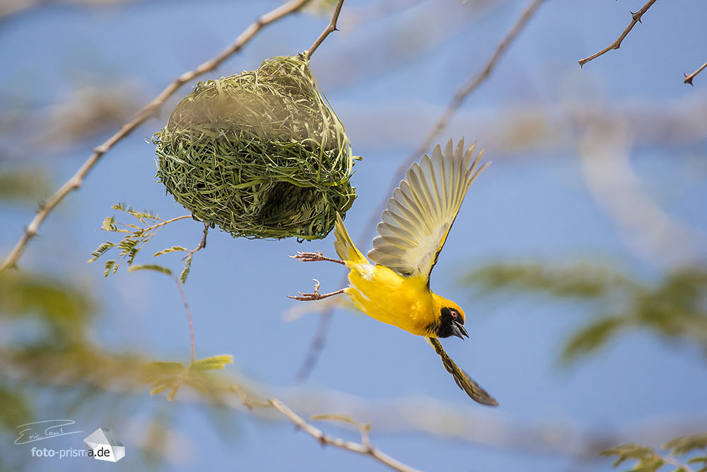 Ein Webervogel startet von seinem Nest, Okahandja, Namibia
