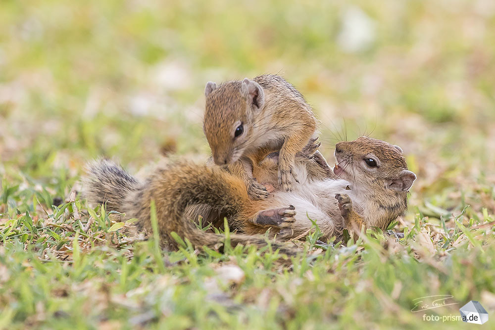 Zwei Erdhörnchen spielen in der Mokuti Lodge nahe dem Etosha, Namibia