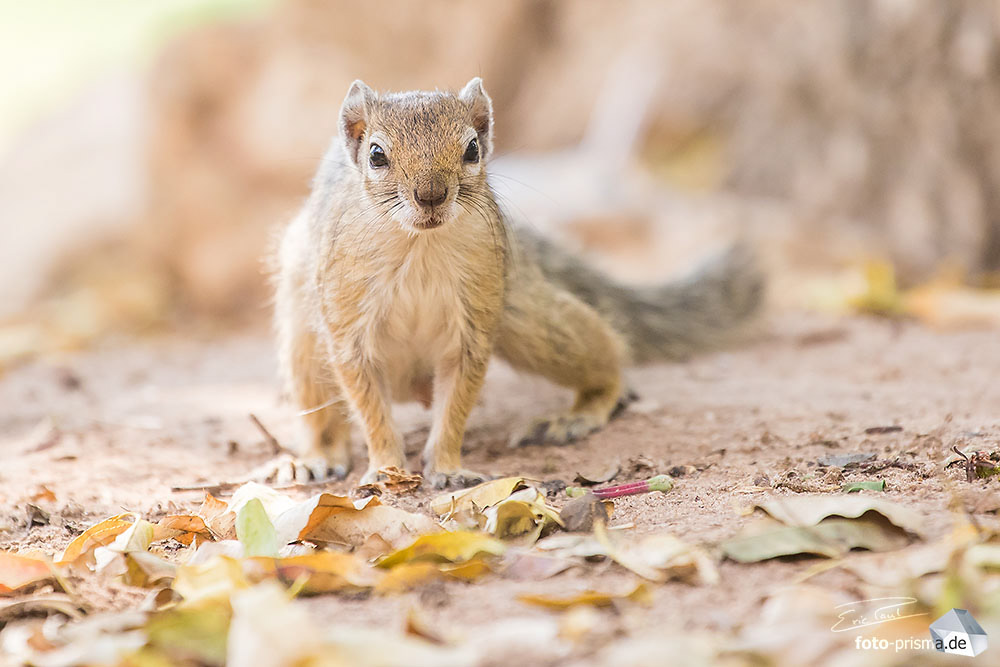 Ein Erdhörnchen schaut in der Mokuti Lodge nahe dem Etosha, Namibia, auf