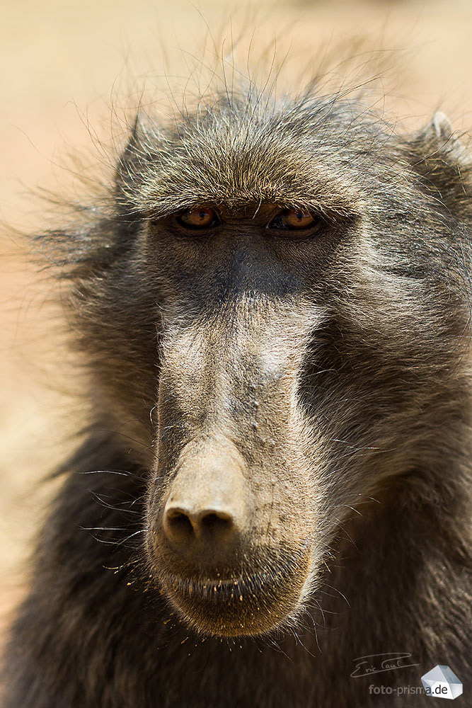 Portrait eines Pavians in N/a'an ku sê, Namibia