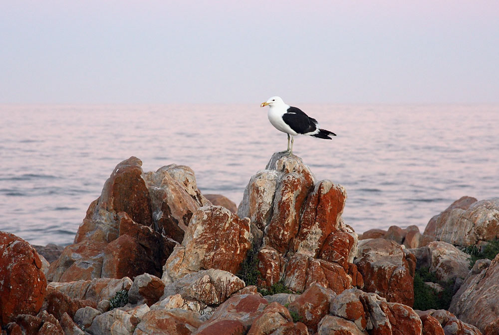 Eine Kapmöwe in den Abendstunden, Südafrika