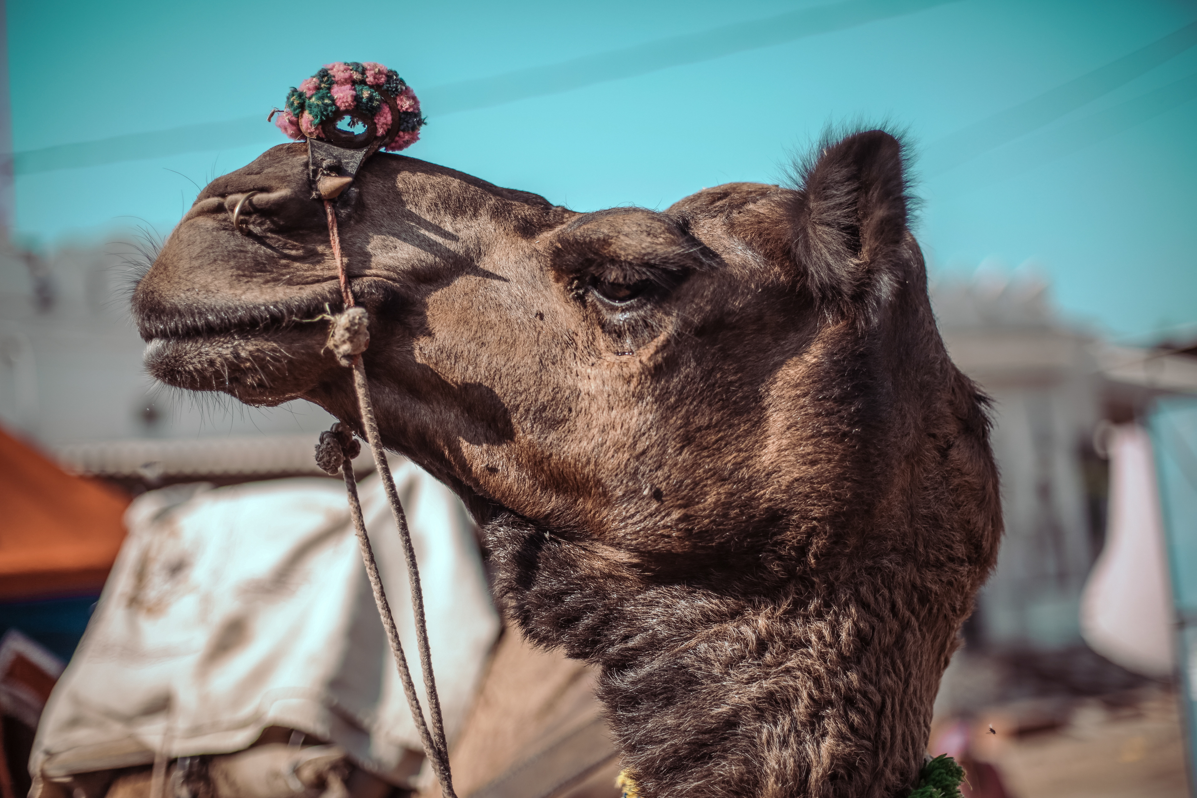 Pushkar