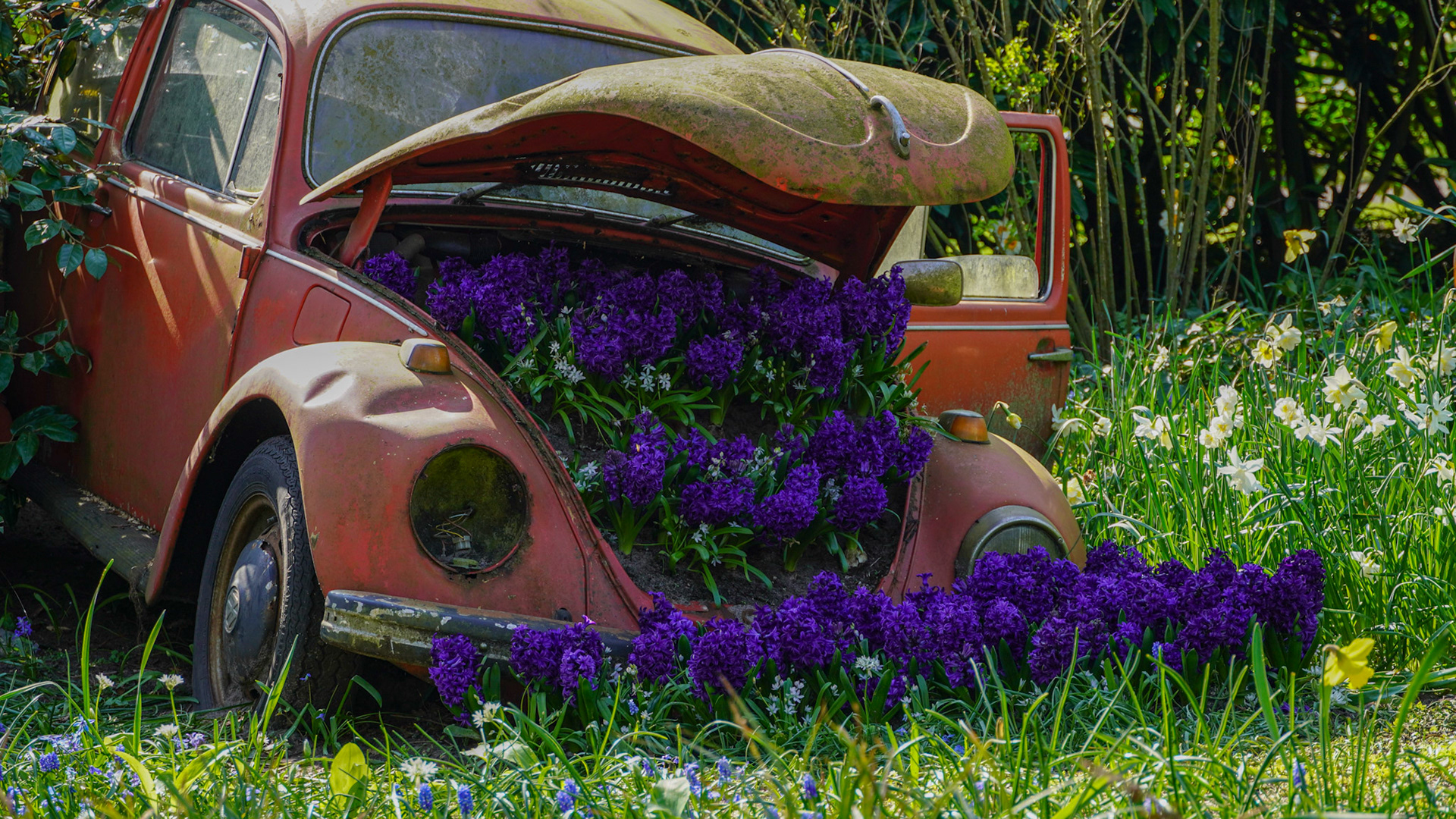 Amsterdam Tulip Fields
