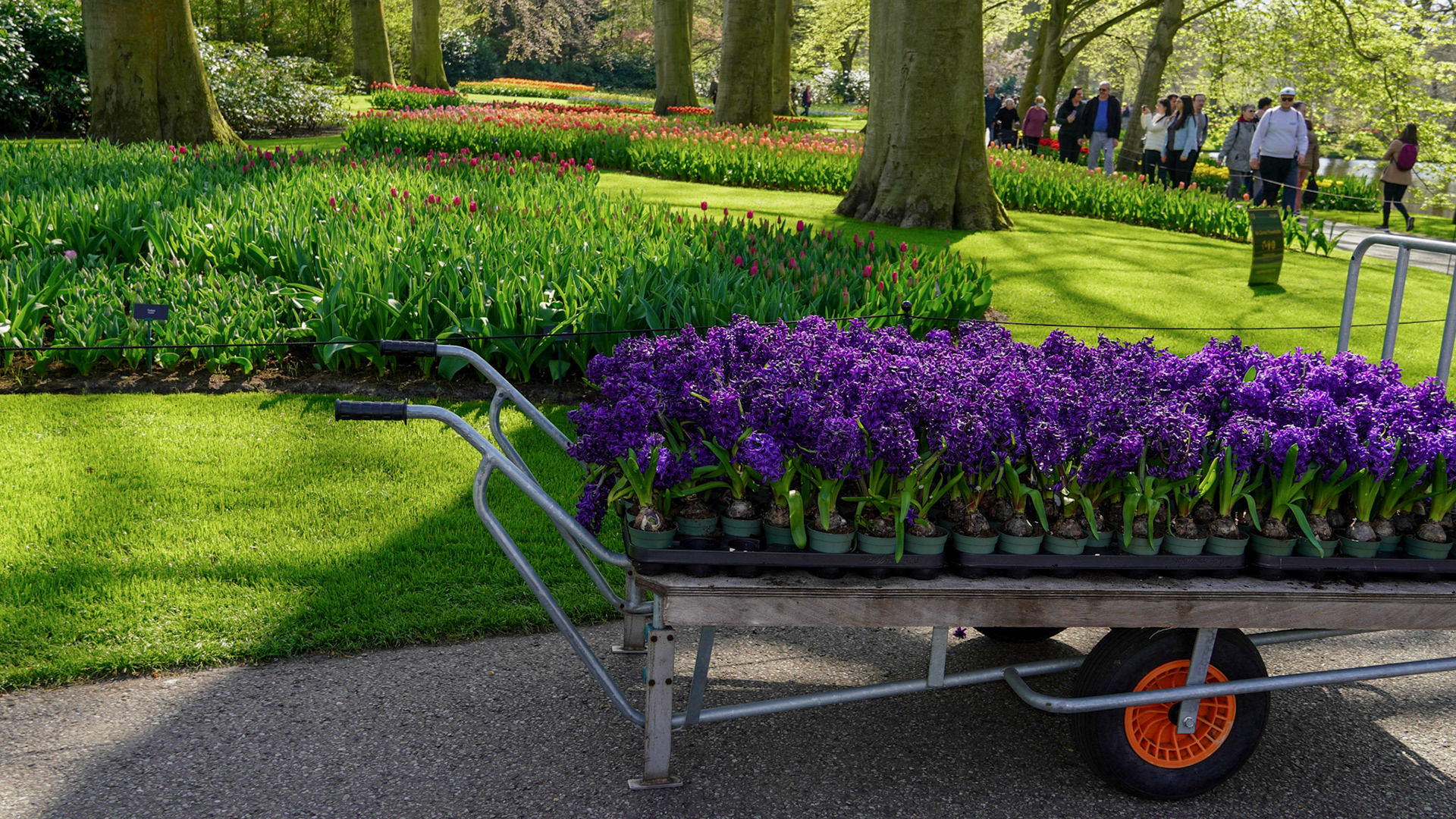 Amsterdam Tulip Fields