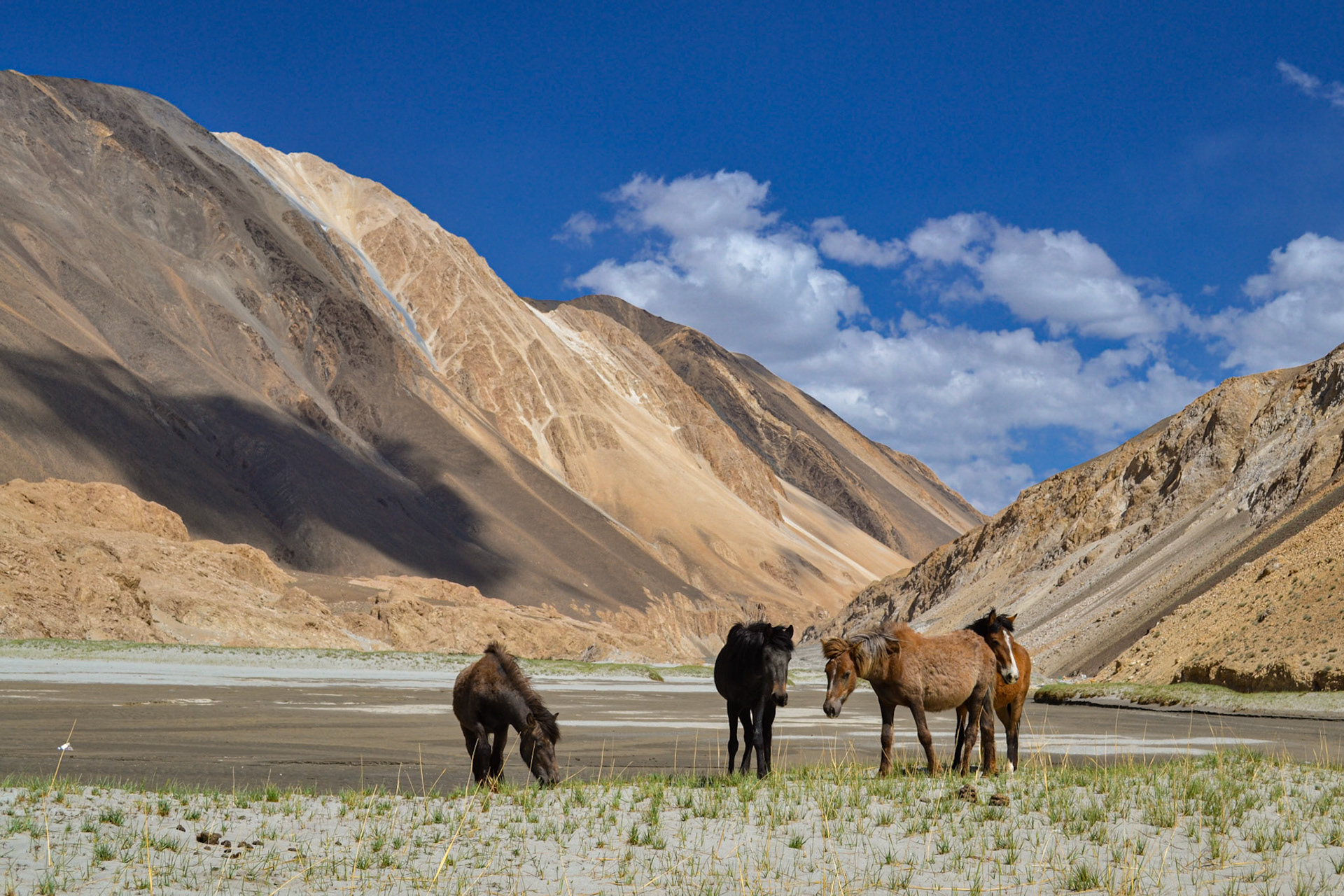 Wild Horses, Ladakh