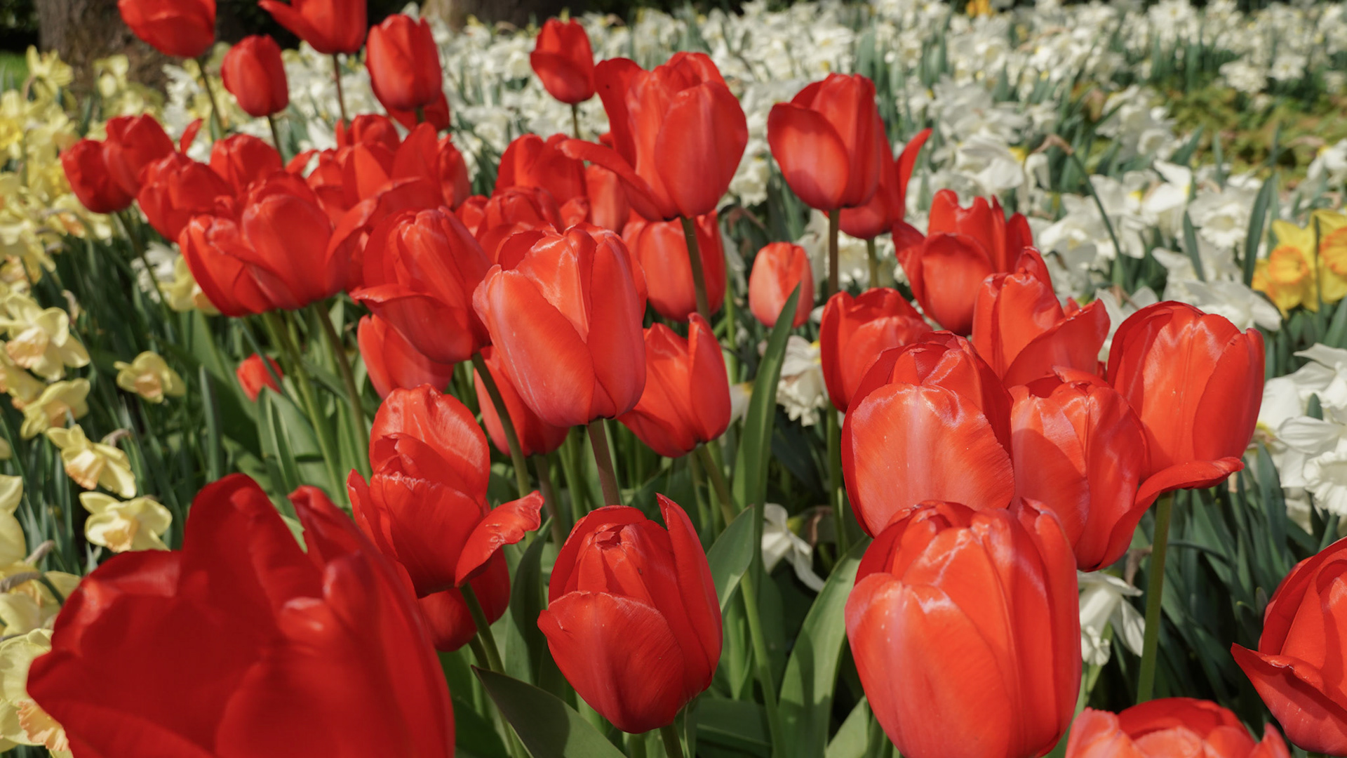 Amsterdam Tulip Fields
