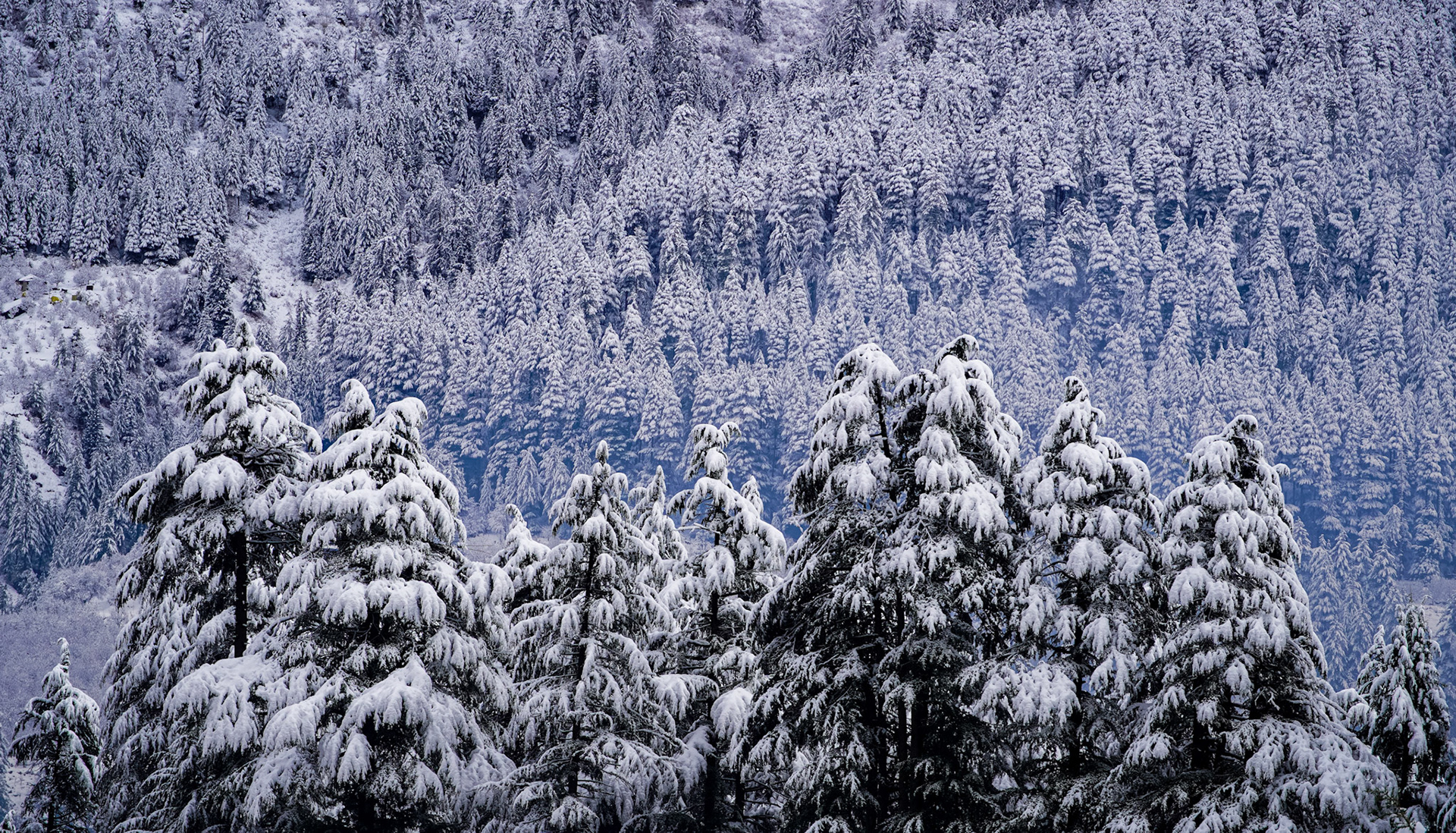 The Day of the Snow
