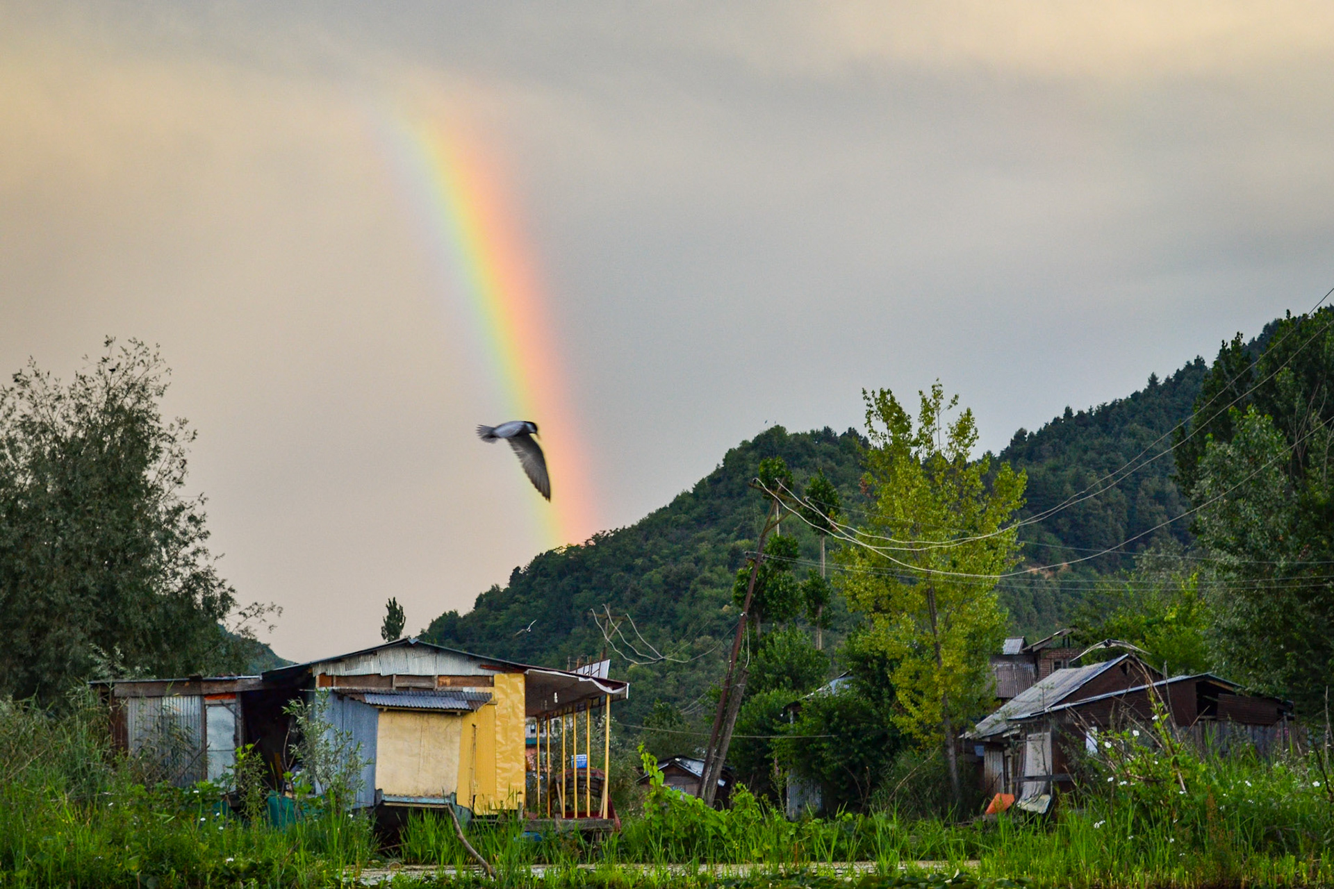 Colors of Kashmir