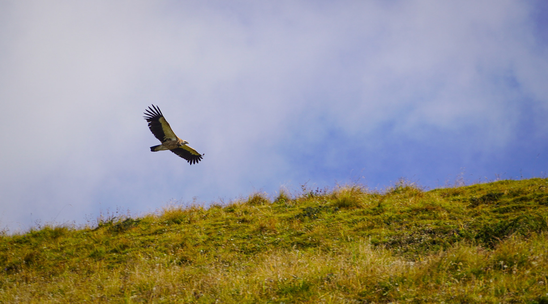 Golden Eagle, Himalayas