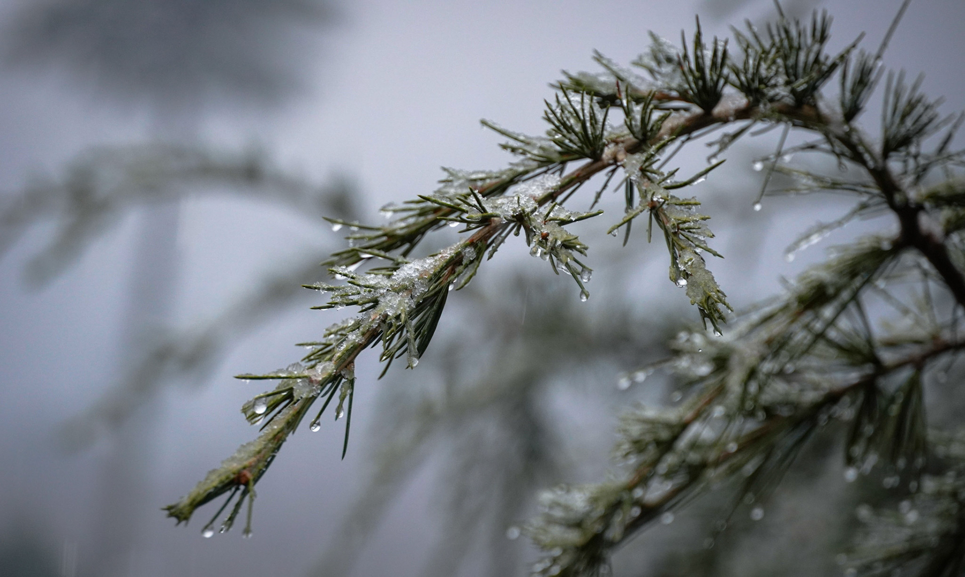 Close up of Deodar Tree Snow Laden Leaves