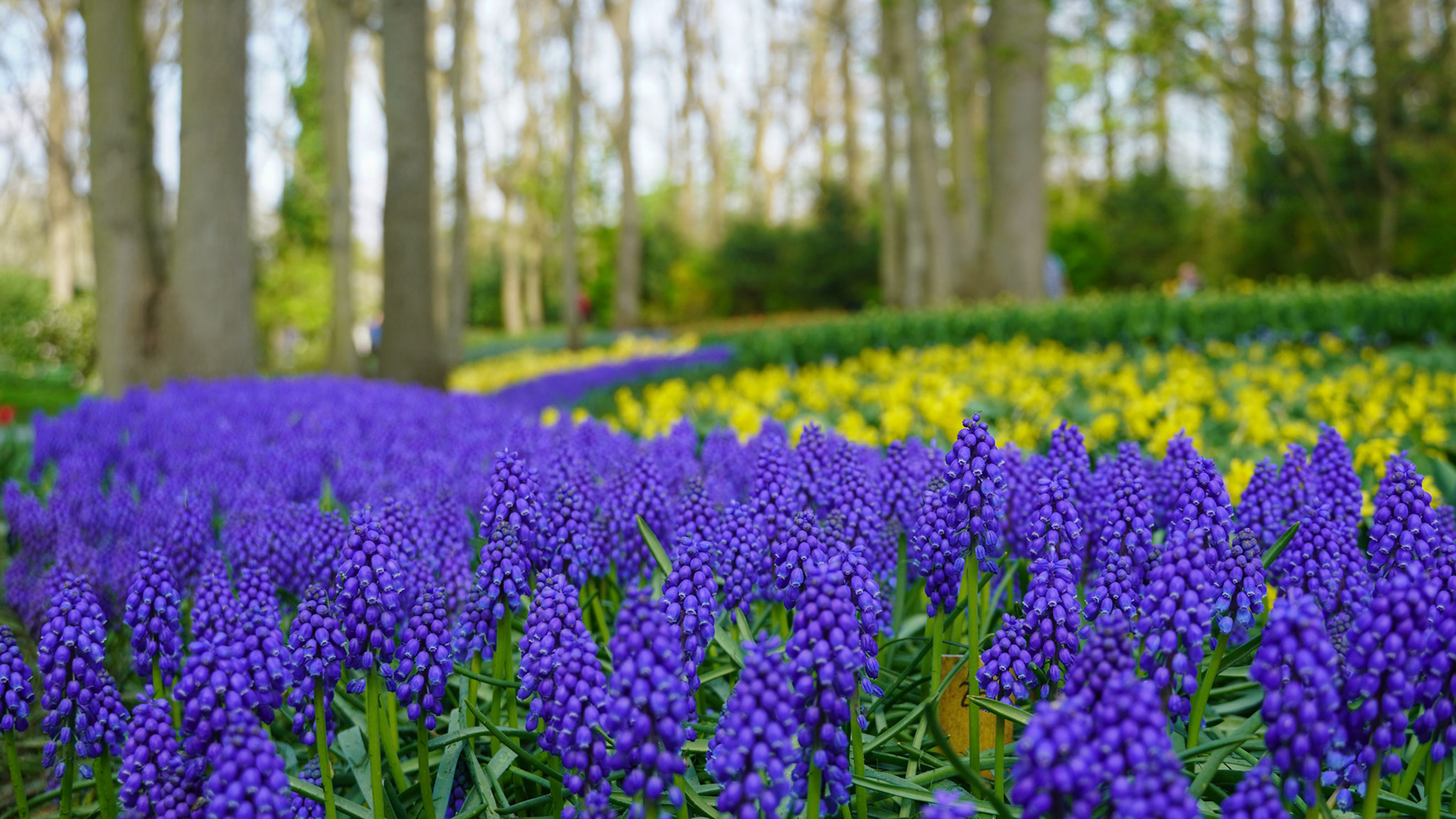 Keukenhof Tulip Gardens