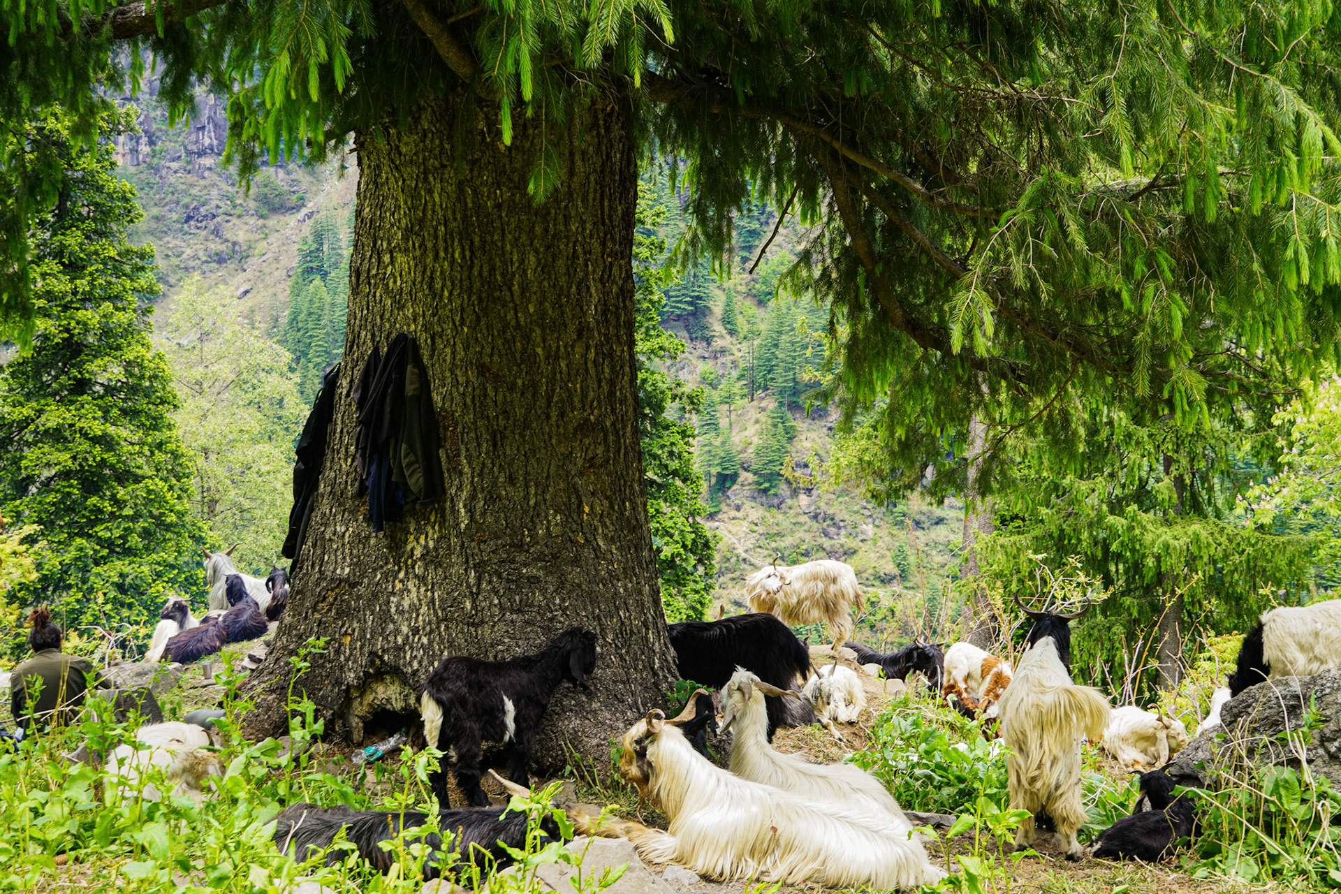 Makeshift Shelter by Gaddi Shepherds