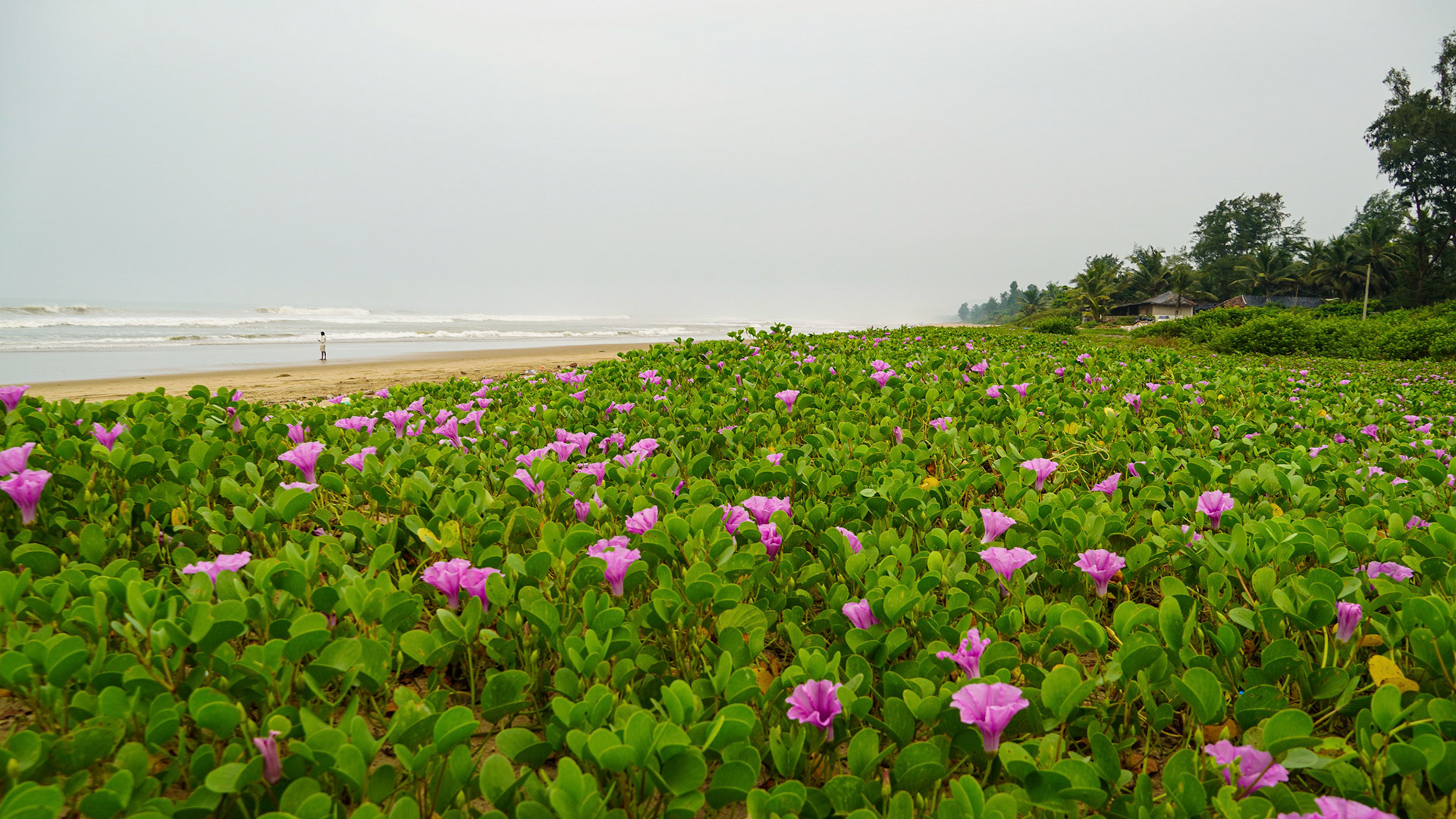 Railroad Vine Flowers