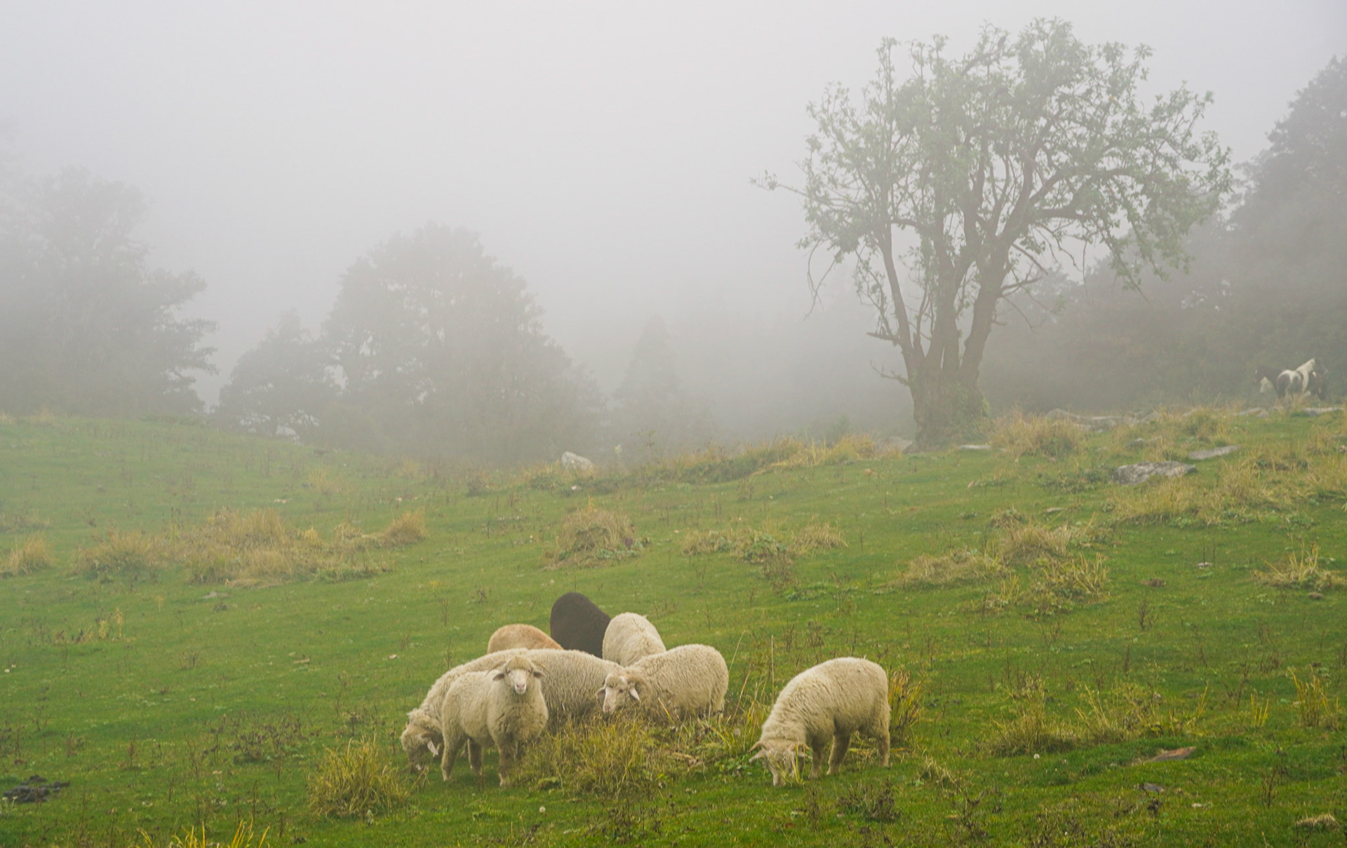 Sheep Grazing