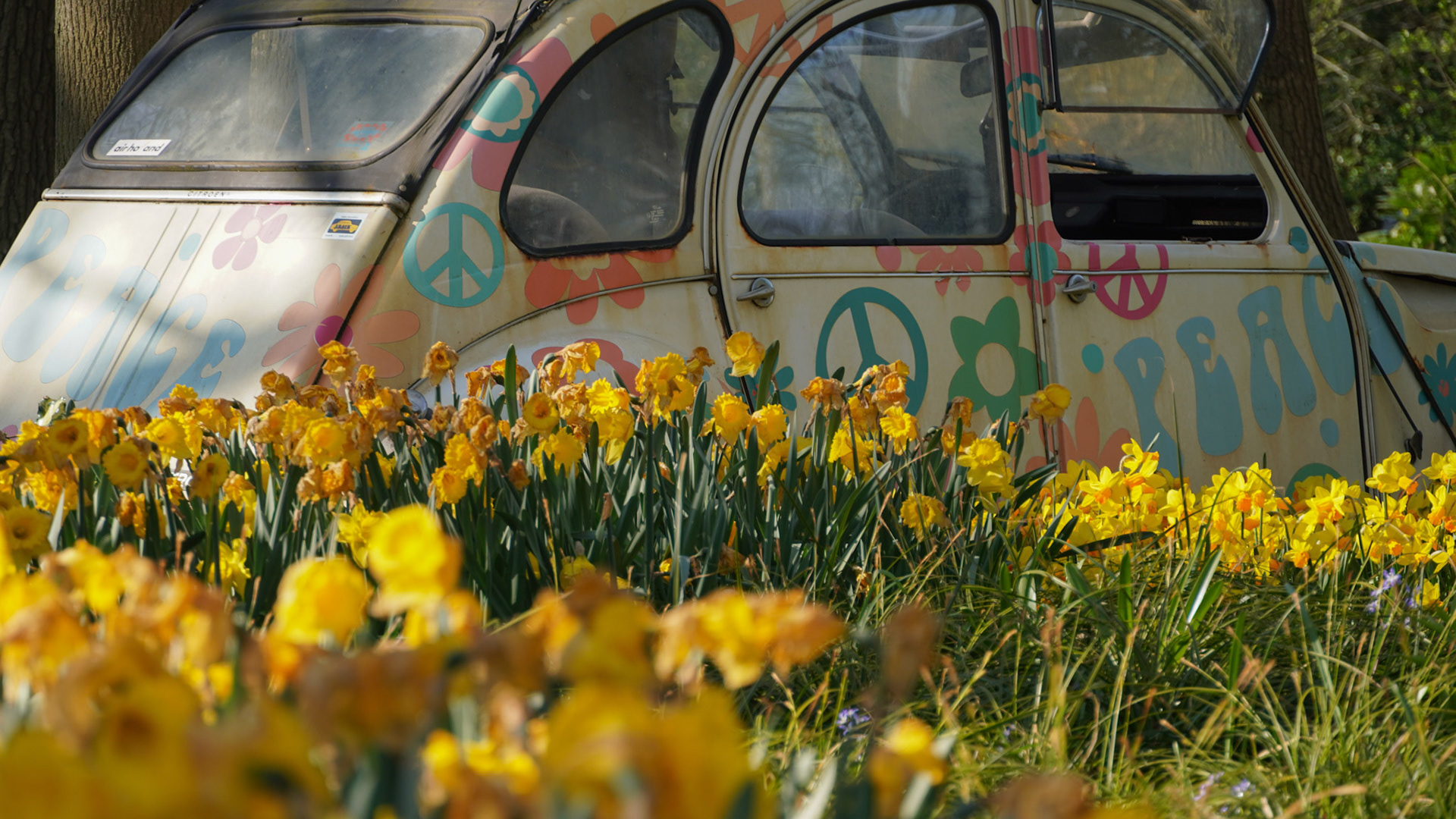 Amsterdam Tulip Fields