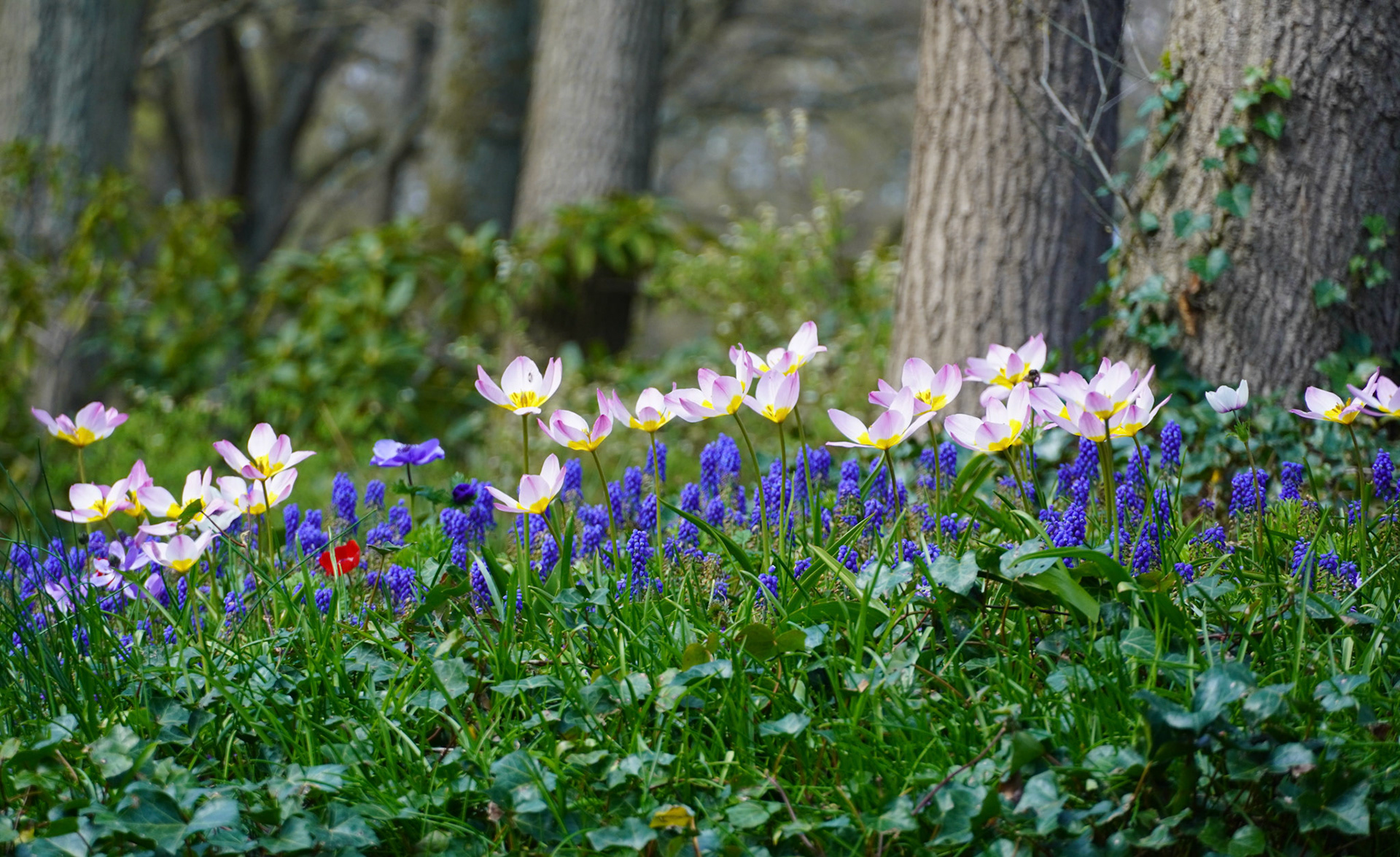 Keukenhof Tulip Gardens
