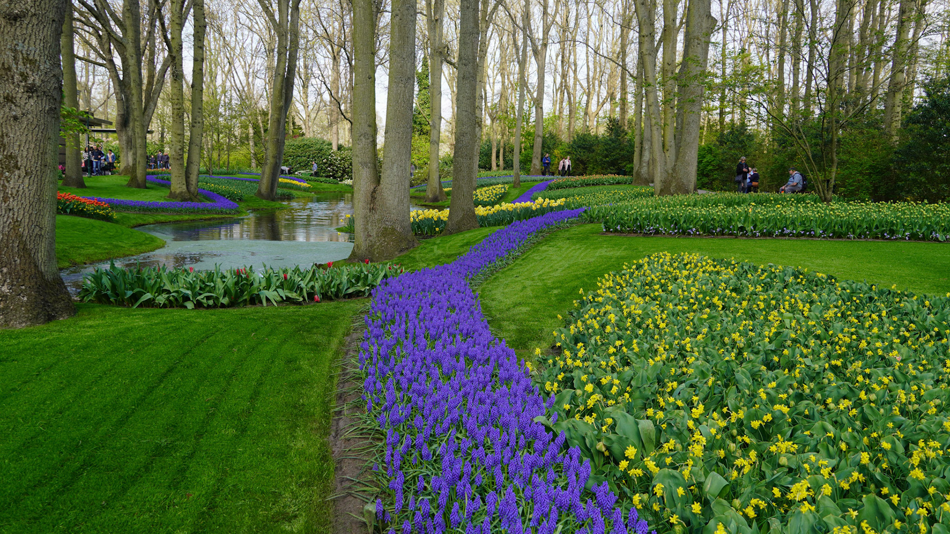 Amsterdam Tulip Fields