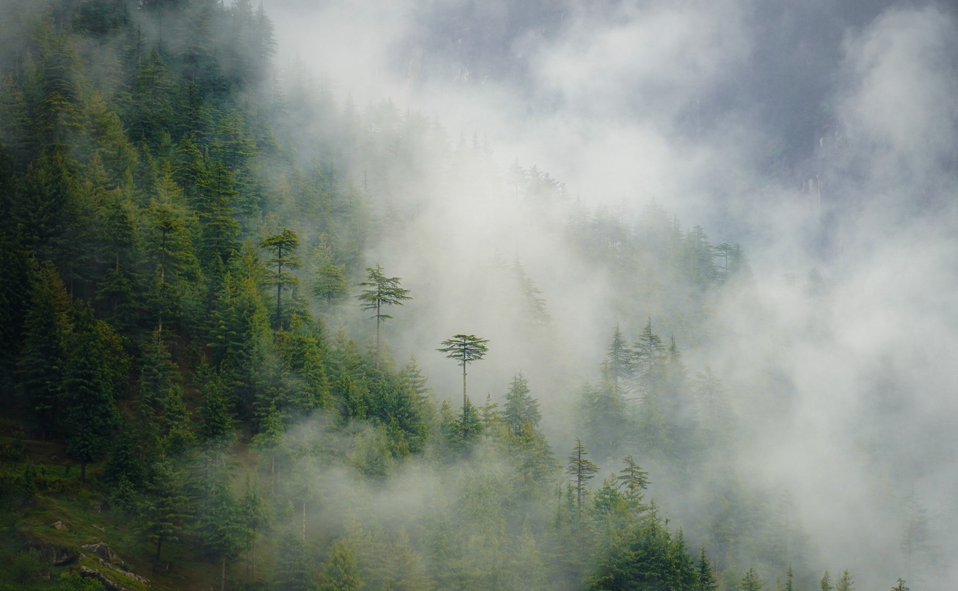 Deodar Trees in Manali Wildlife Sanctuary