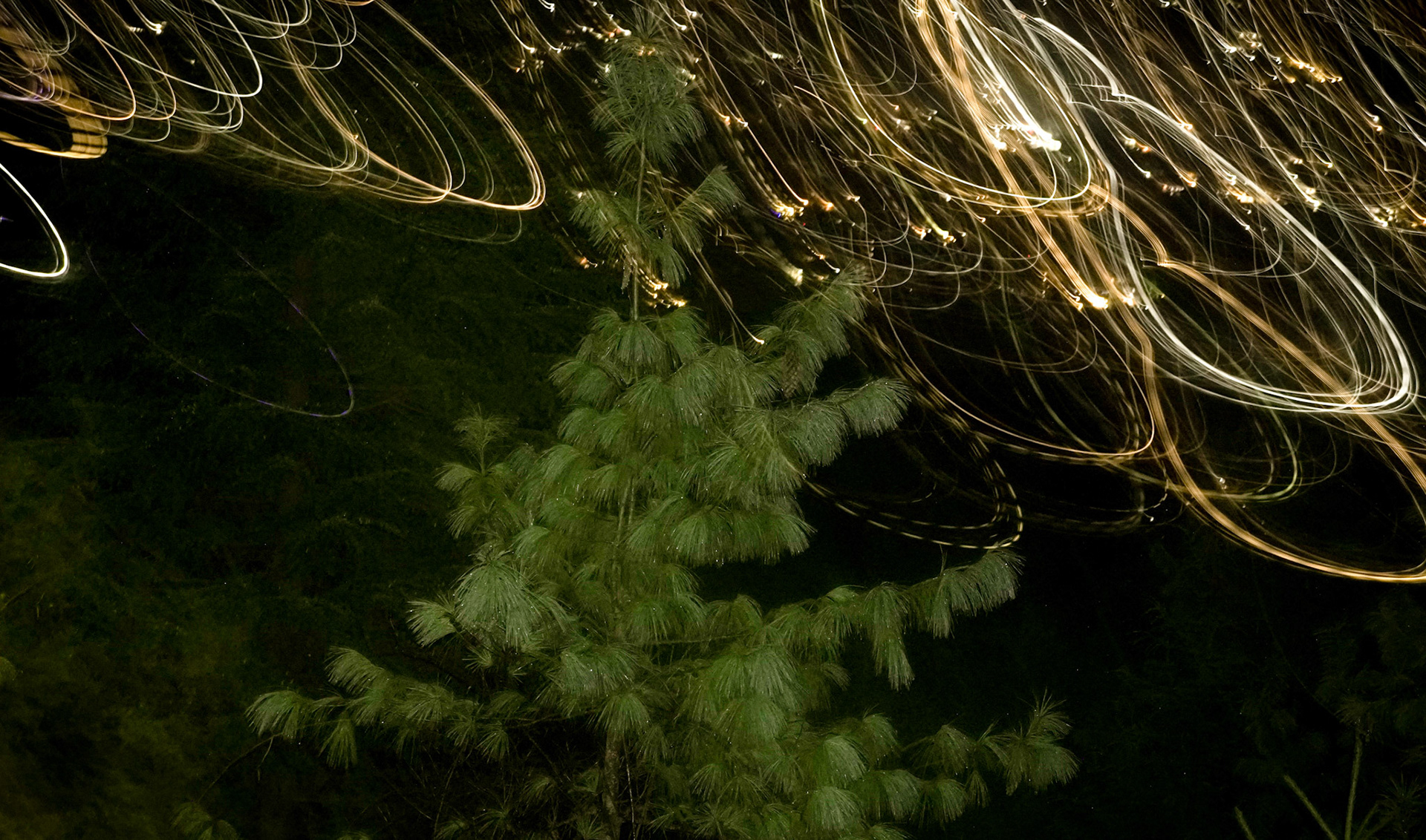 Photography project based in Himalayas in India where the photographer spends one year among pine trees capturing the beauty of these gigantic Deodars