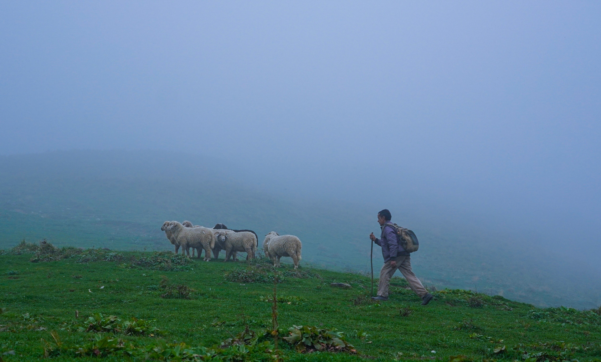 The Shepherd