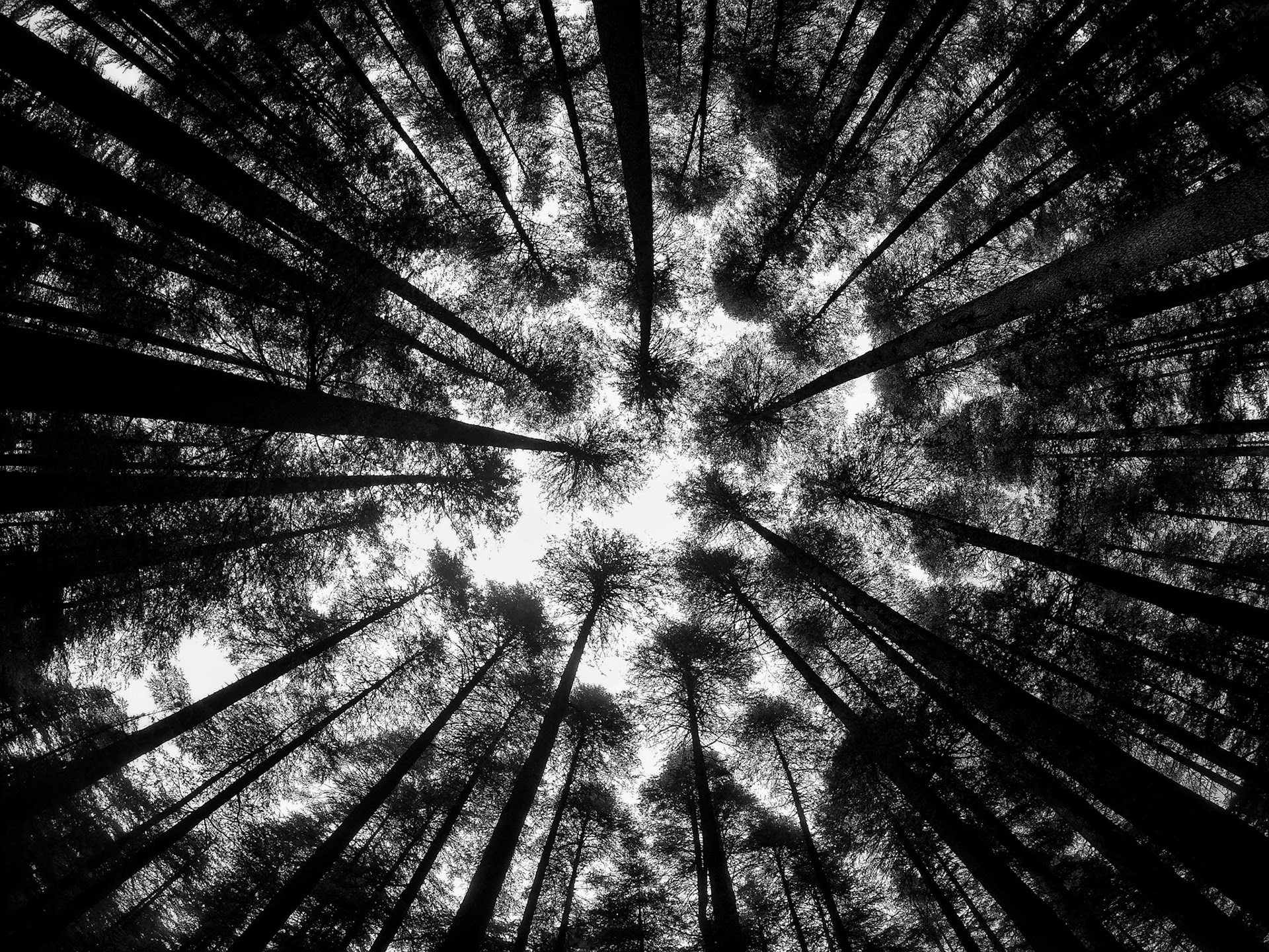 Don't Look Up