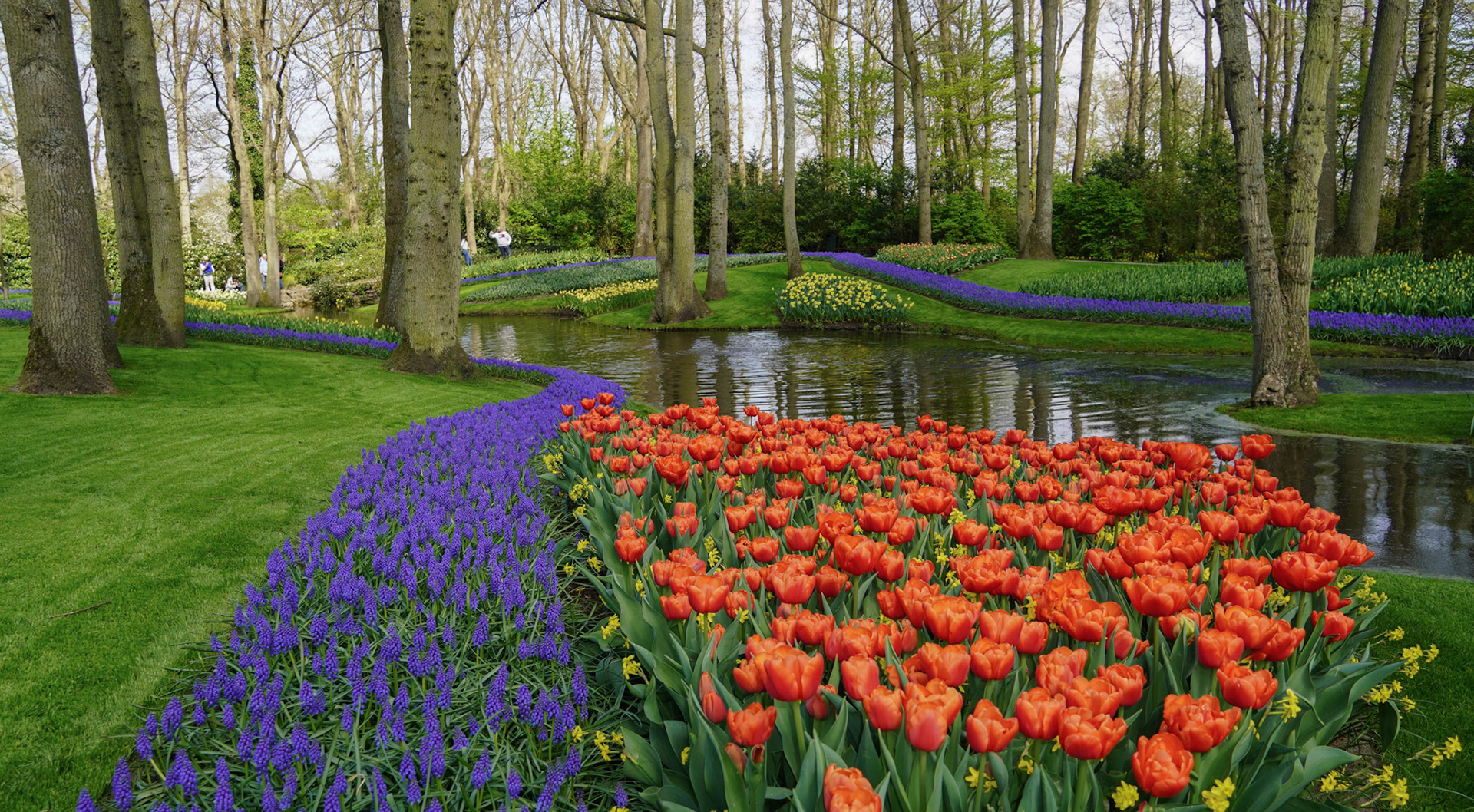 Amsterdam Tulip Fields