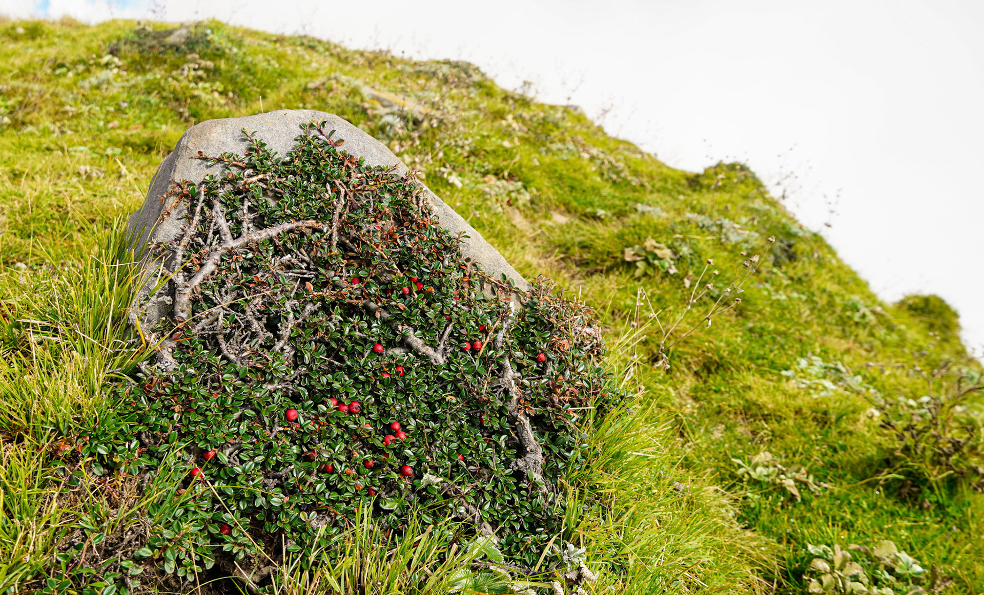Wild Berries
