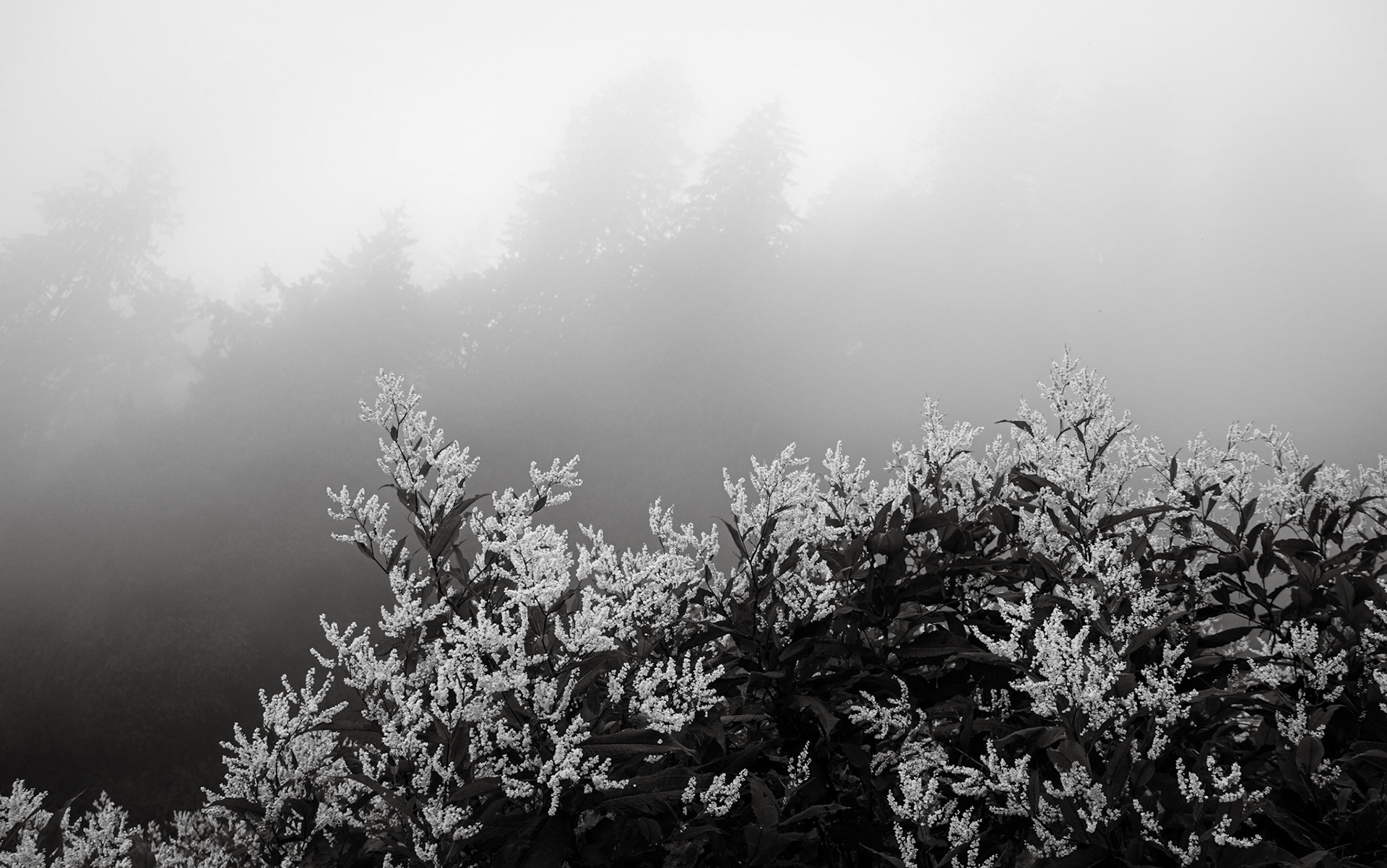Himalayan Knotweed Fields