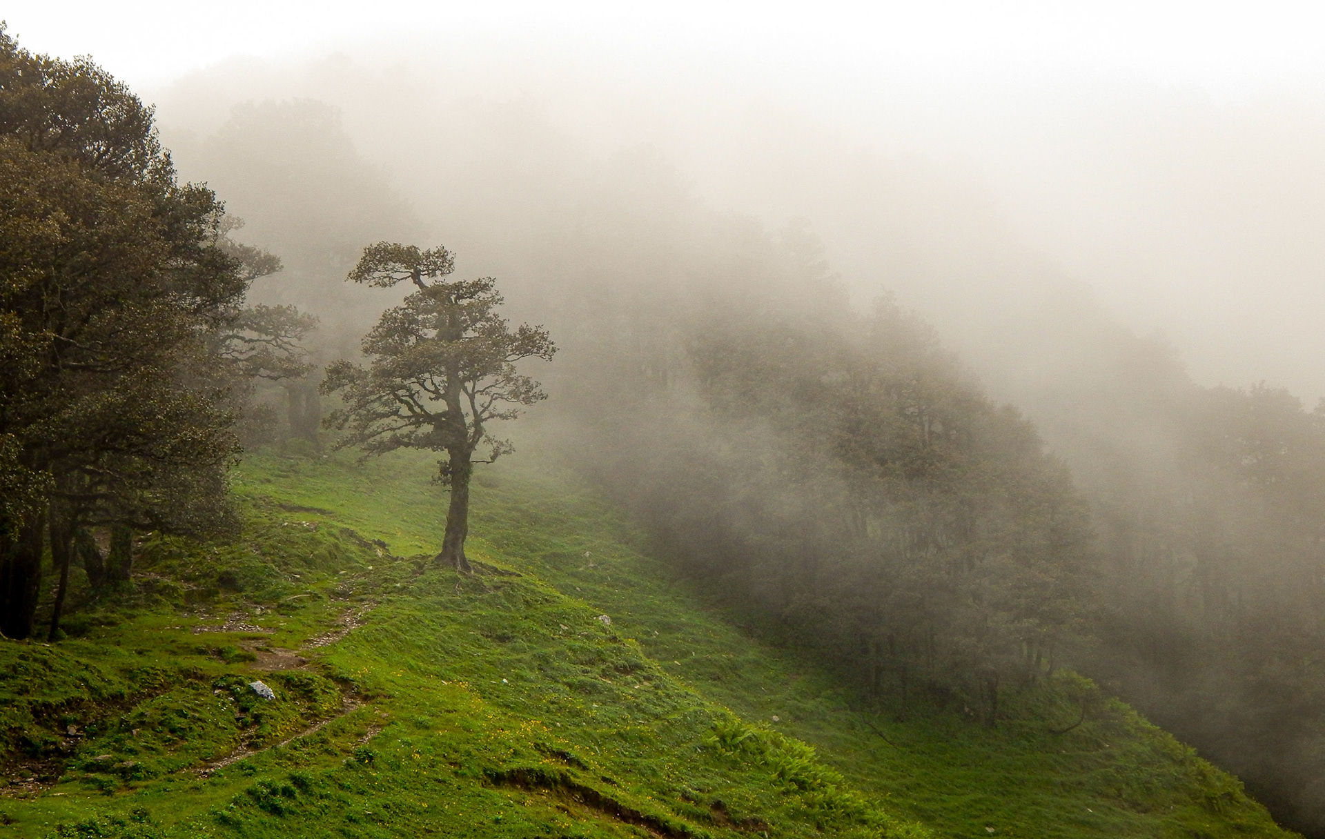 Misty Mornings