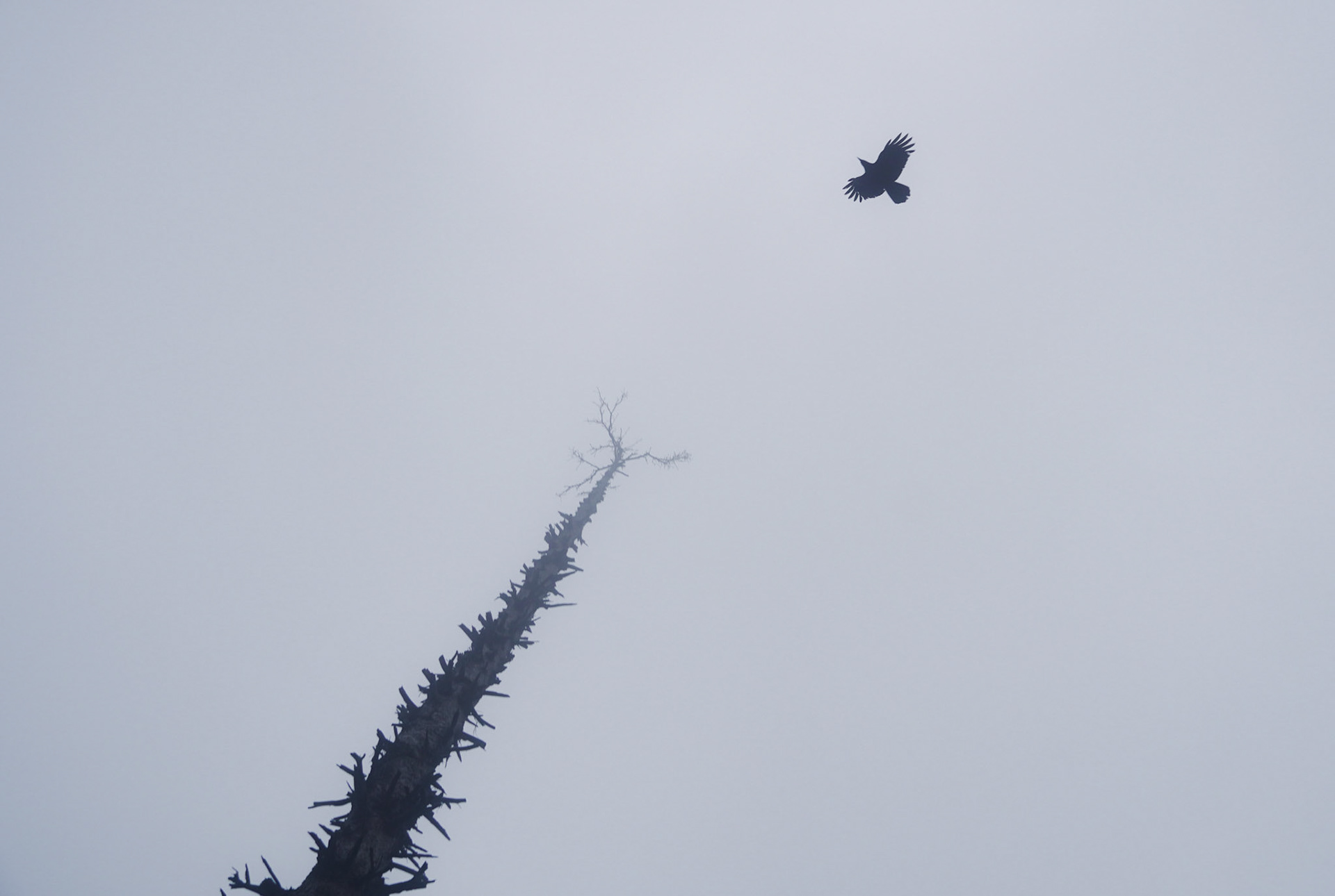 Dead Pine Tree