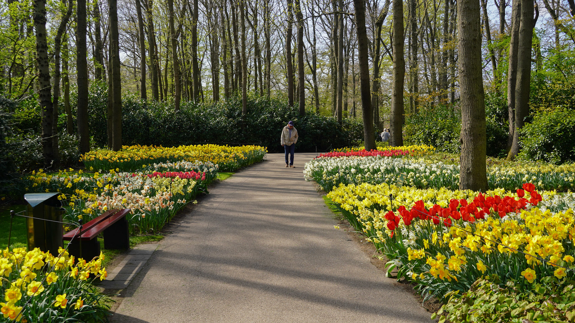 Amsterdam Tulip Fields