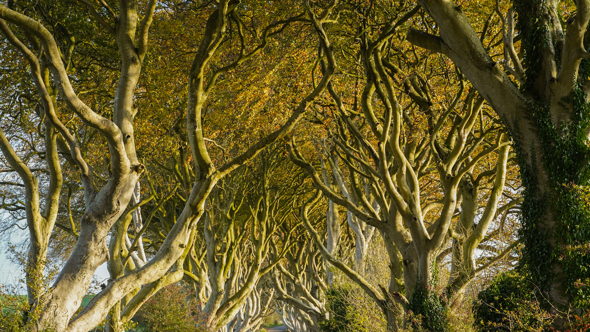 The Dark Hedges